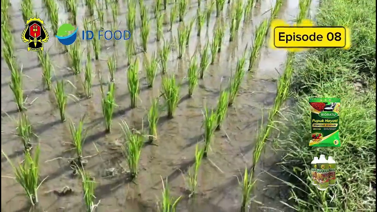 Pengamatan Eps 8 HMS 700