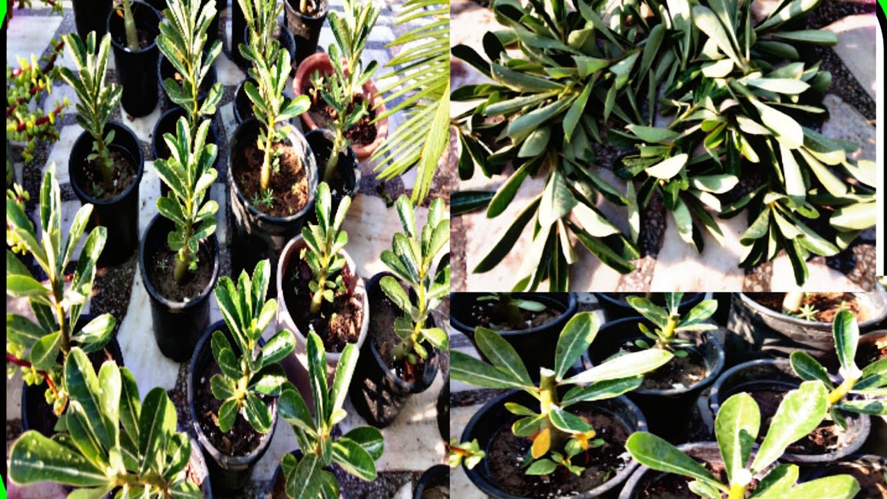 How To Prune Adenium Baby Plant // Pruning Adenium Seedling//