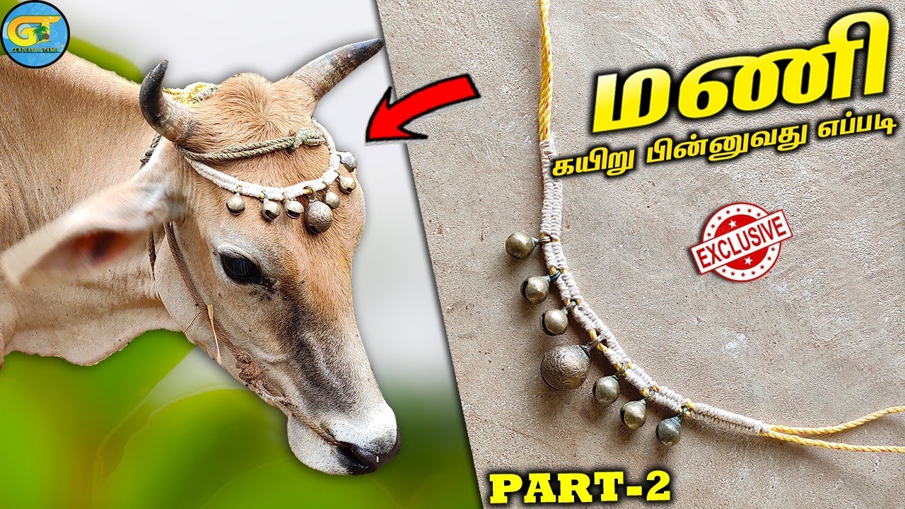 மாட்டிற்கு மணி கயிறு பின்னுவது எப்படி|மணி கயிறு கட்டுவது எப்படி part-2