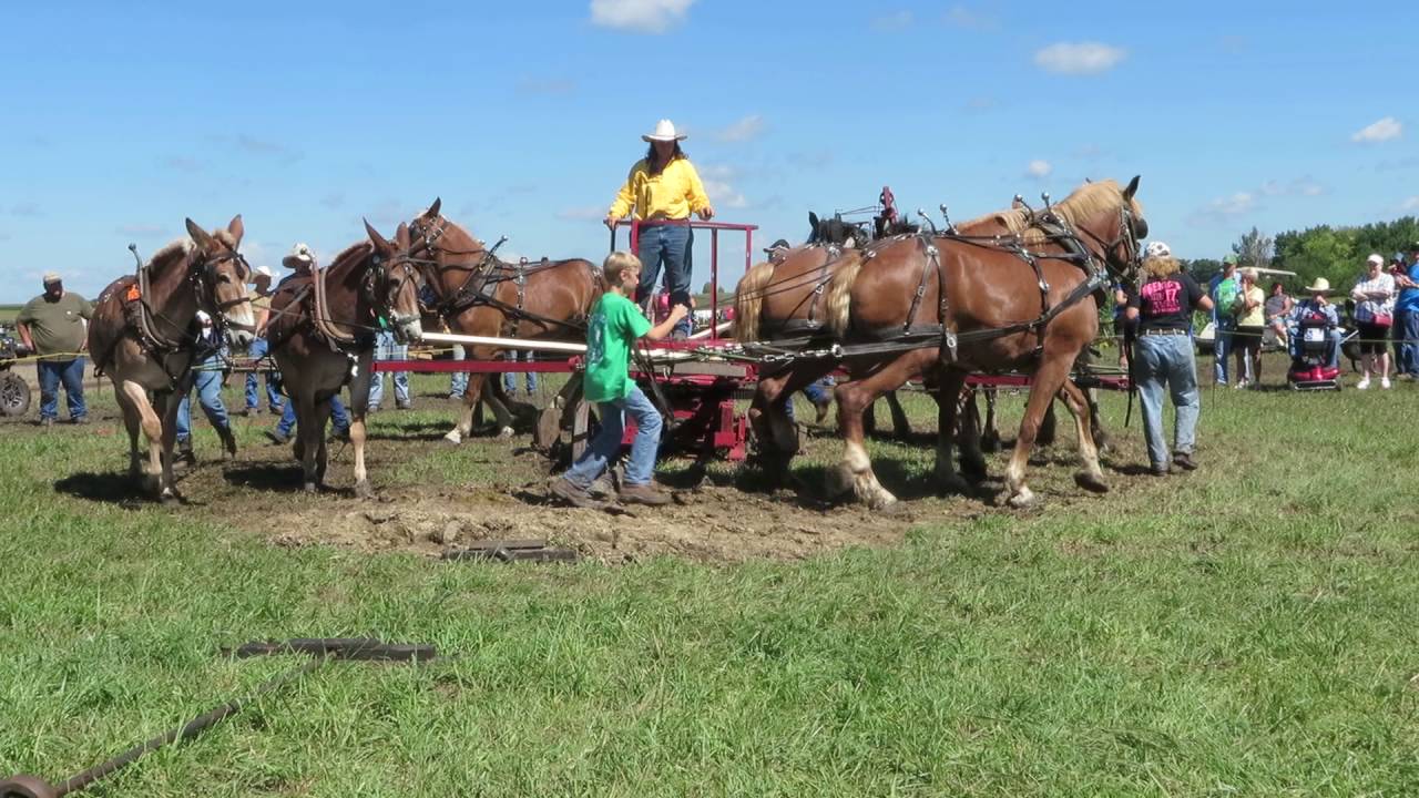 Threshing with Horse Power