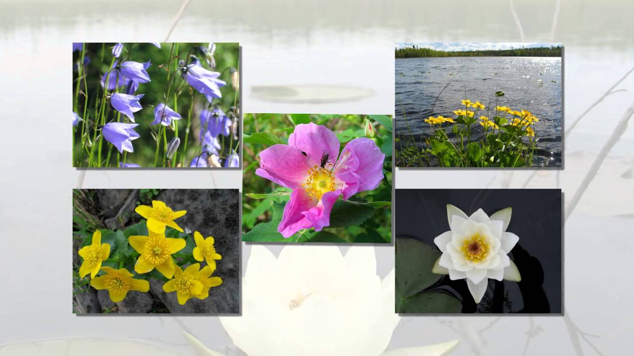 Veikko Ahvenaisen sikermä HAITARIMUSIIKKIA :)))