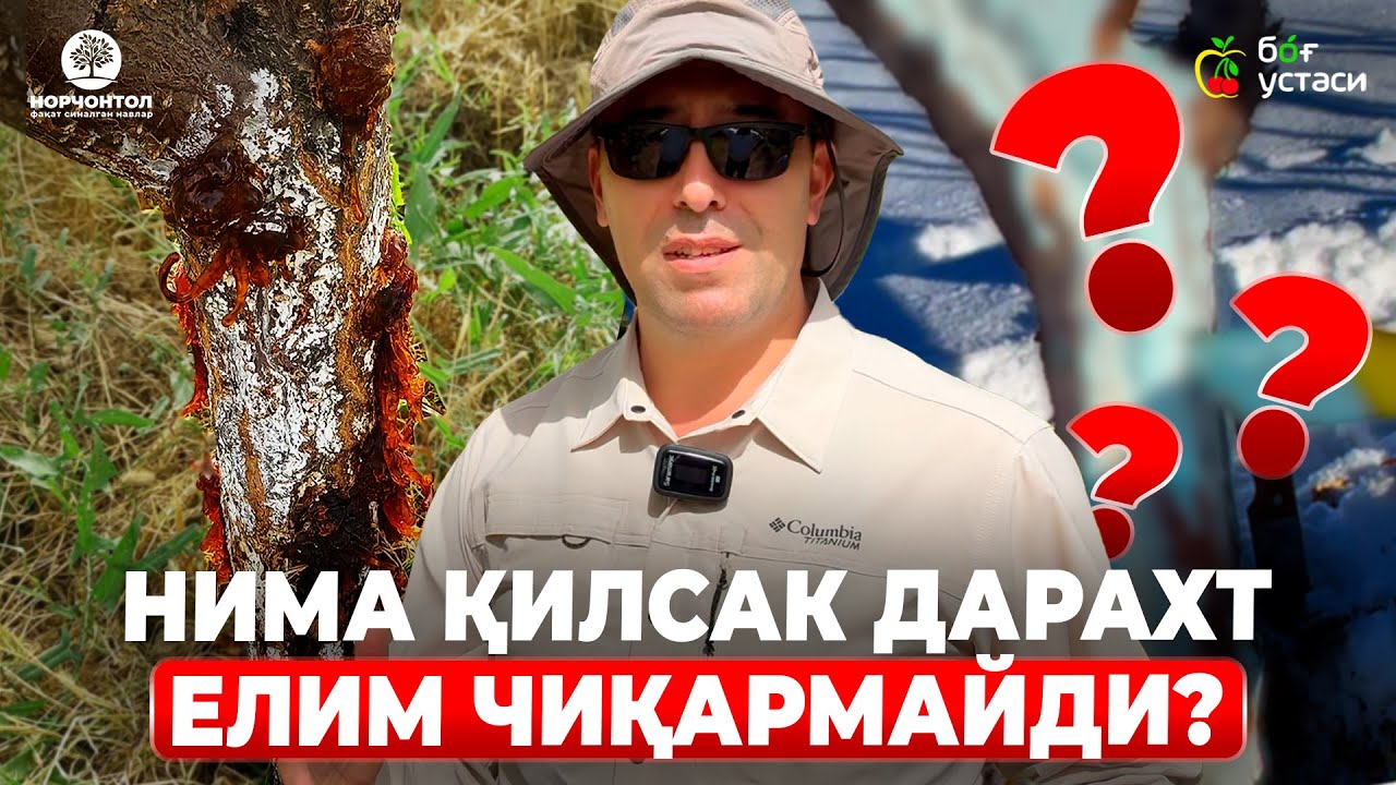 ДАРАХТЛАР ЕЛИМ ЧИҚАРИШИНИ ОЛДИНИ ОЛИШ ВА САБАБЛАРИ? | ШУҲРАТ АБРОРОВ #shuhratabrorov #yelim #rak #uz