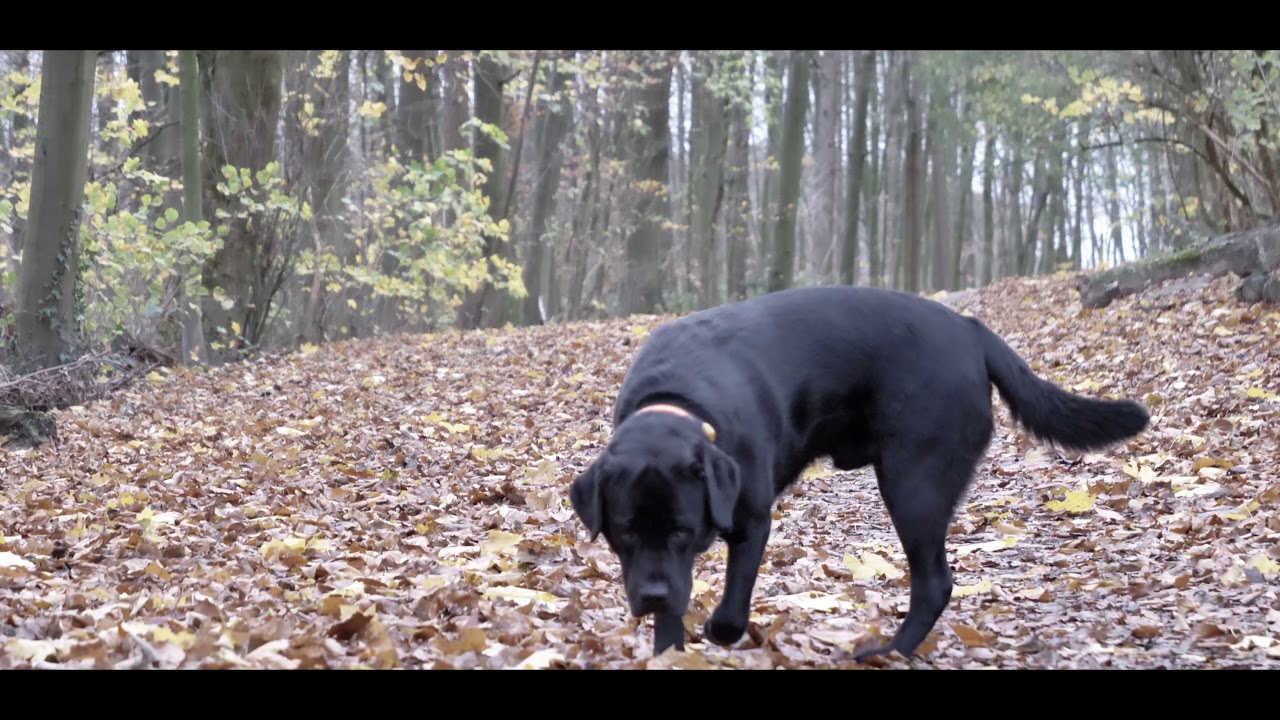 Testclip 191120