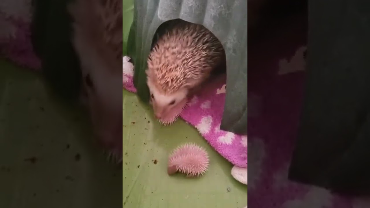 Mami Erizo y sus bebes 🦔🦔🦔🦔 !!!  #curiosidades  #exploremos #shorts #erizo #erizos #familia