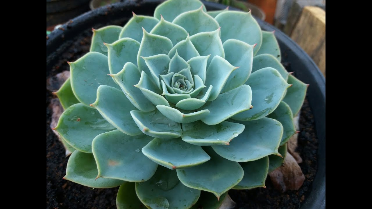 suculenta echeveria ou rosa-de-pedra como plantar