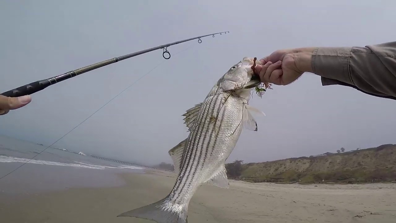 Excerpt - Striped Bass on Daiwa SP Minnow | Aug. 2018