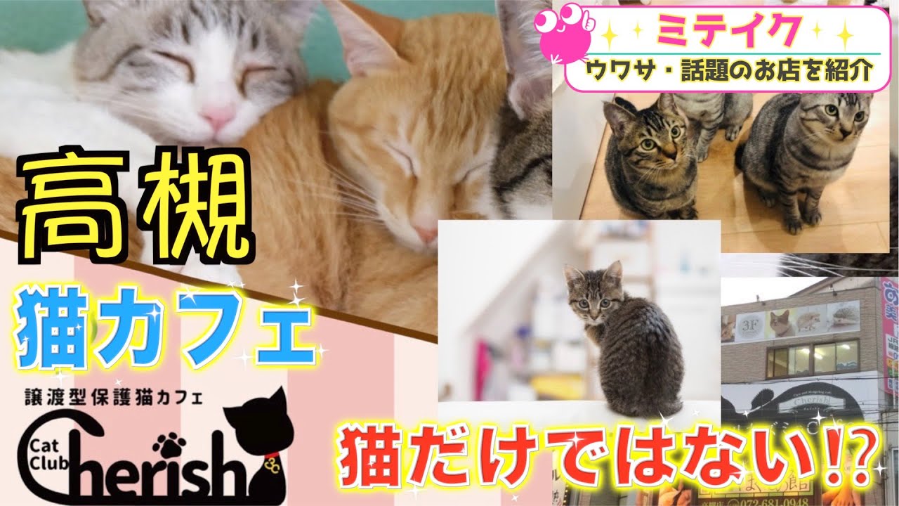【大阪高槻】保護猫譲渡型ねこカフェ【Cat Club Cherish】豚もいるよ❗️※閉店