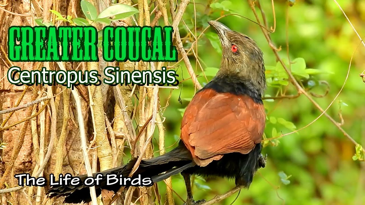 The Life of Birds | Greater Coucal | Centropus Sinensis