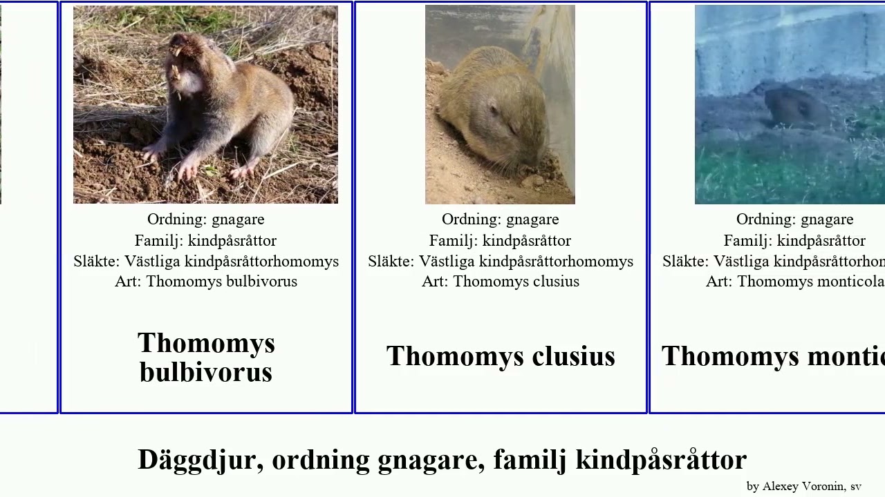 D&auml;ggdjur, ordning gnagare, familj kindp&aring;sr&aring;ttor thomomys geomys mammal monticola Fuse Geomyidae