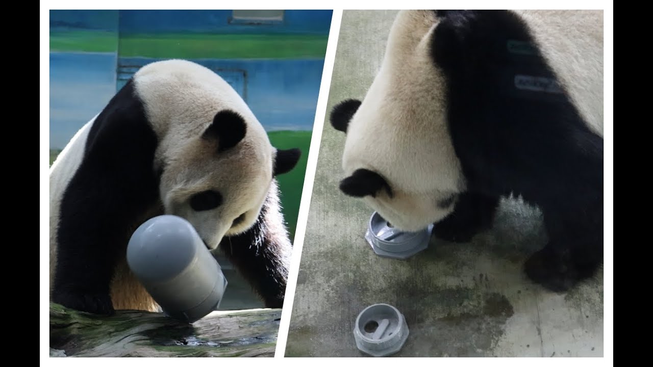 20260205 圓寶不愛綠竹竿 忙碌進出罐中罐(午餐) Giant Panda Yuan Bao