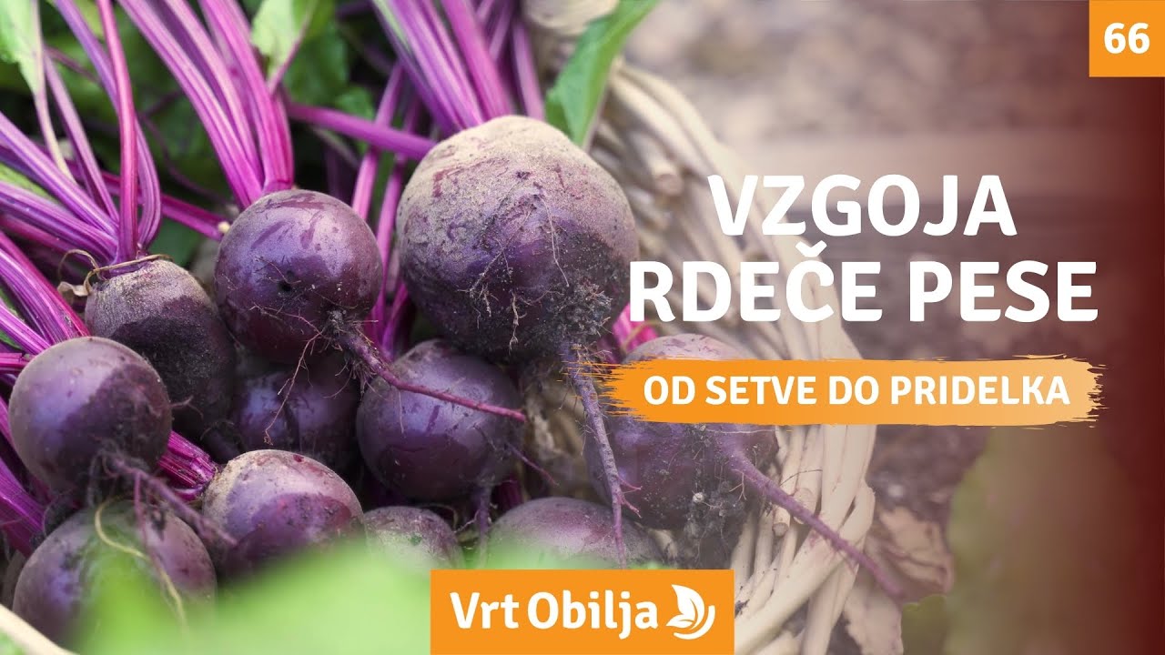 Vzgoja rdeče pese od setve do pridelka - Vrt Obilja EP66