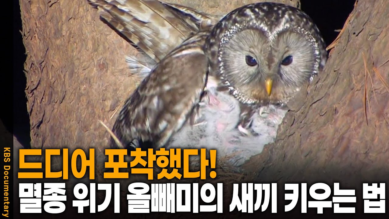 멸종 위기에 처한 긴점박이올빼미가 새끼를 키우는 방법 | KBS 20120222 방송