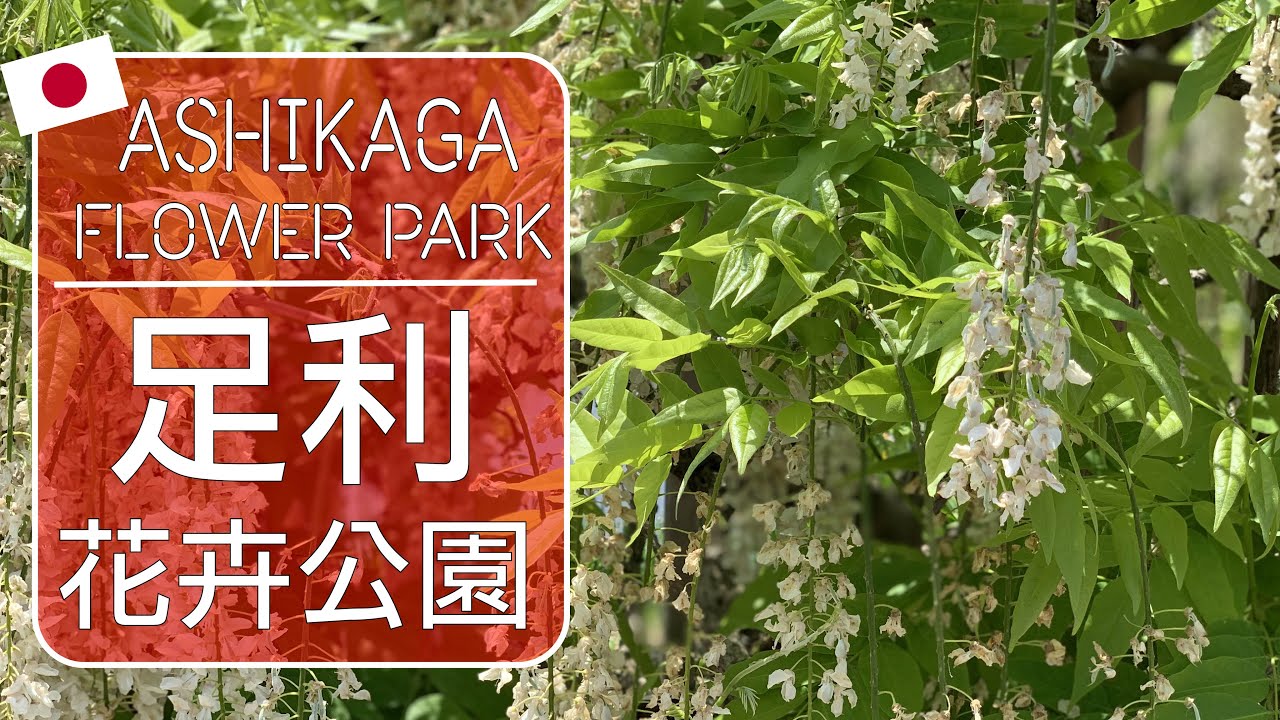 東京花園巡禮#足利花卉公園