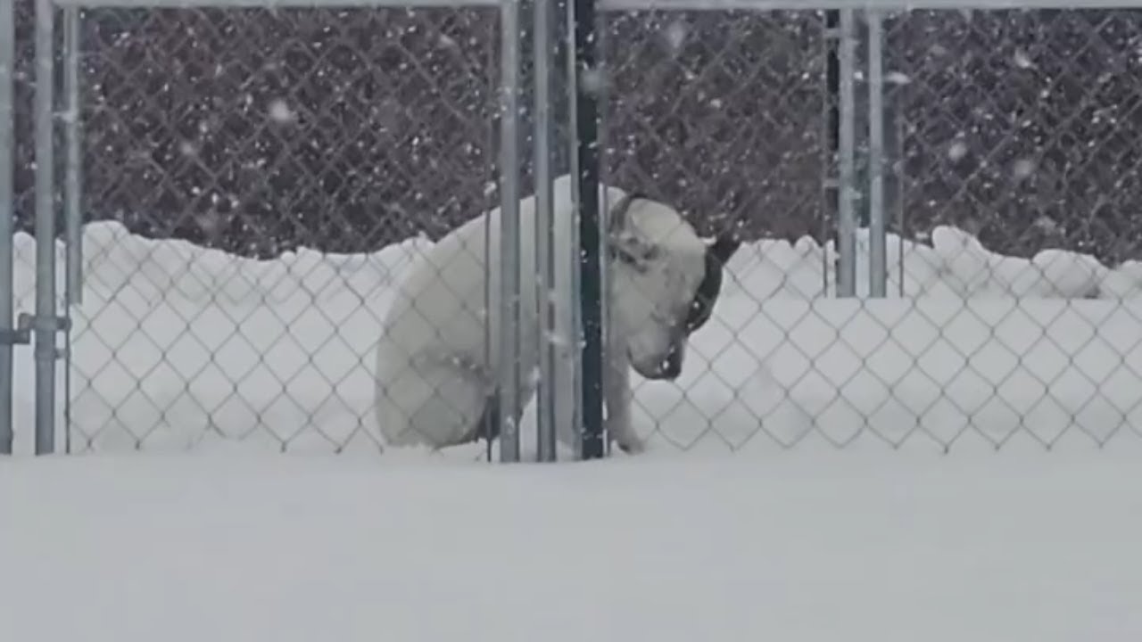 Собака сильно дрожала, ожидая в снегу после слов хозяина: 