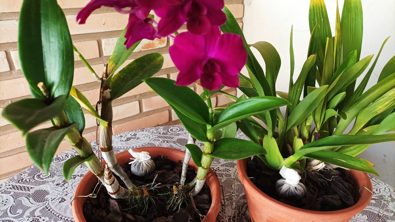 Trouxinhas de adubo orgânico para orquídeas❤️Aprenda a fazer❤️ Simples e fácil
