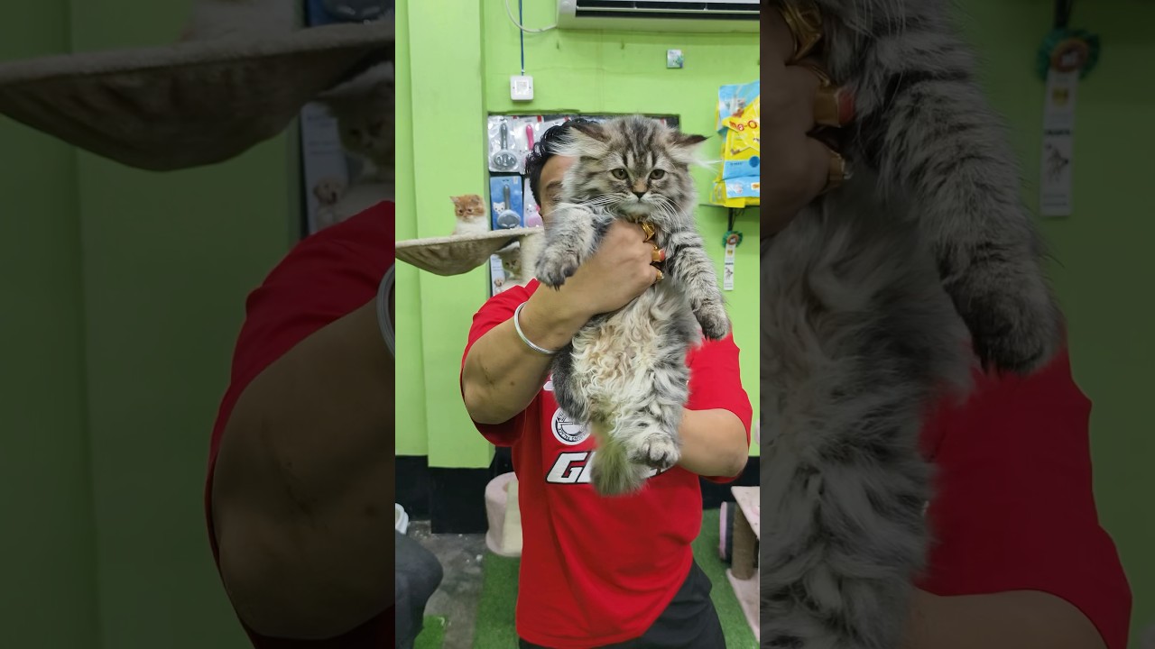 Siberian Tabby Kitten Sell Low Price. #pets #cats #kittens #shorts #tabby #catsworld