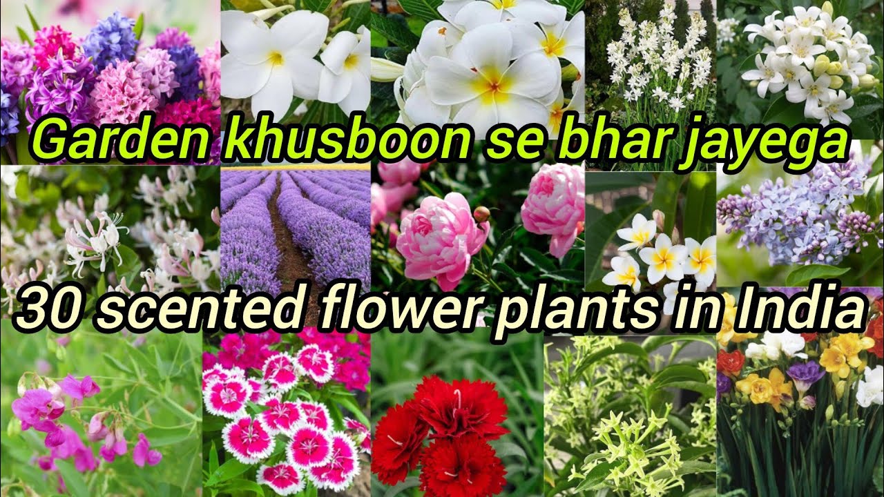 30 scented flower plants in India/ 30 most scented flower plants/ 30 khushboo wale flower plants 