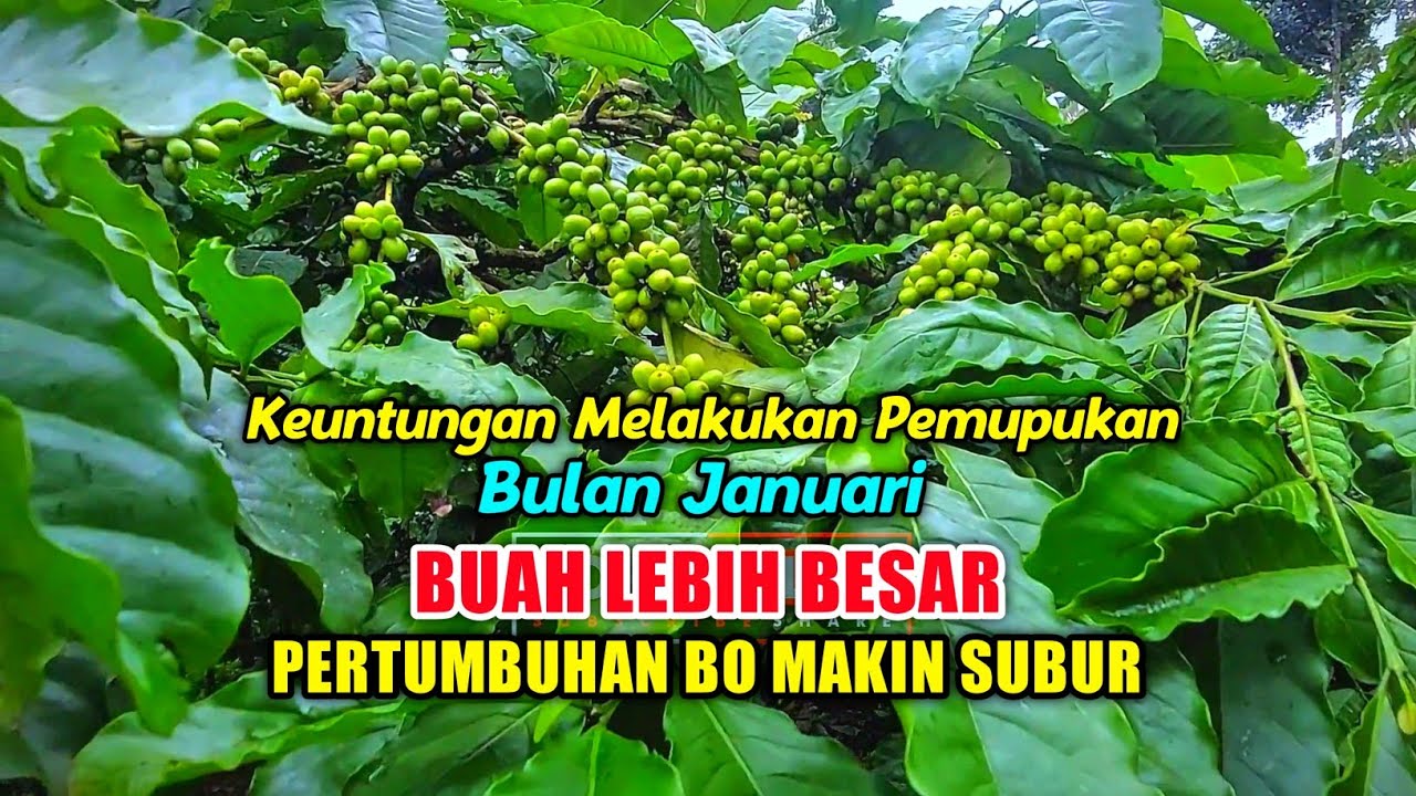 pemupukan kopi bulan 1 ❗️ kopi balap