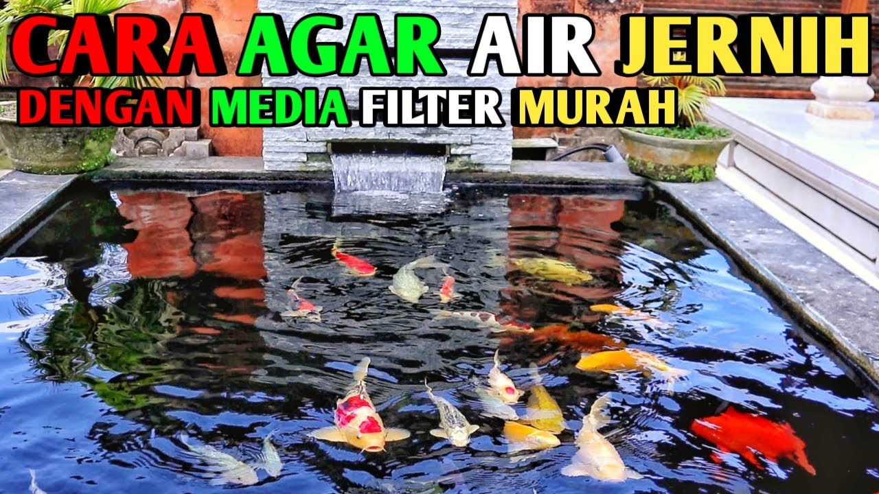 CARA MENJERNIHKAN AIR KOLAM KOI DENGAN MEDIA FILTER MURAH#TUTORIALKOLAMKOI#MEDIAFILTERKOLAMKOI#KOI#