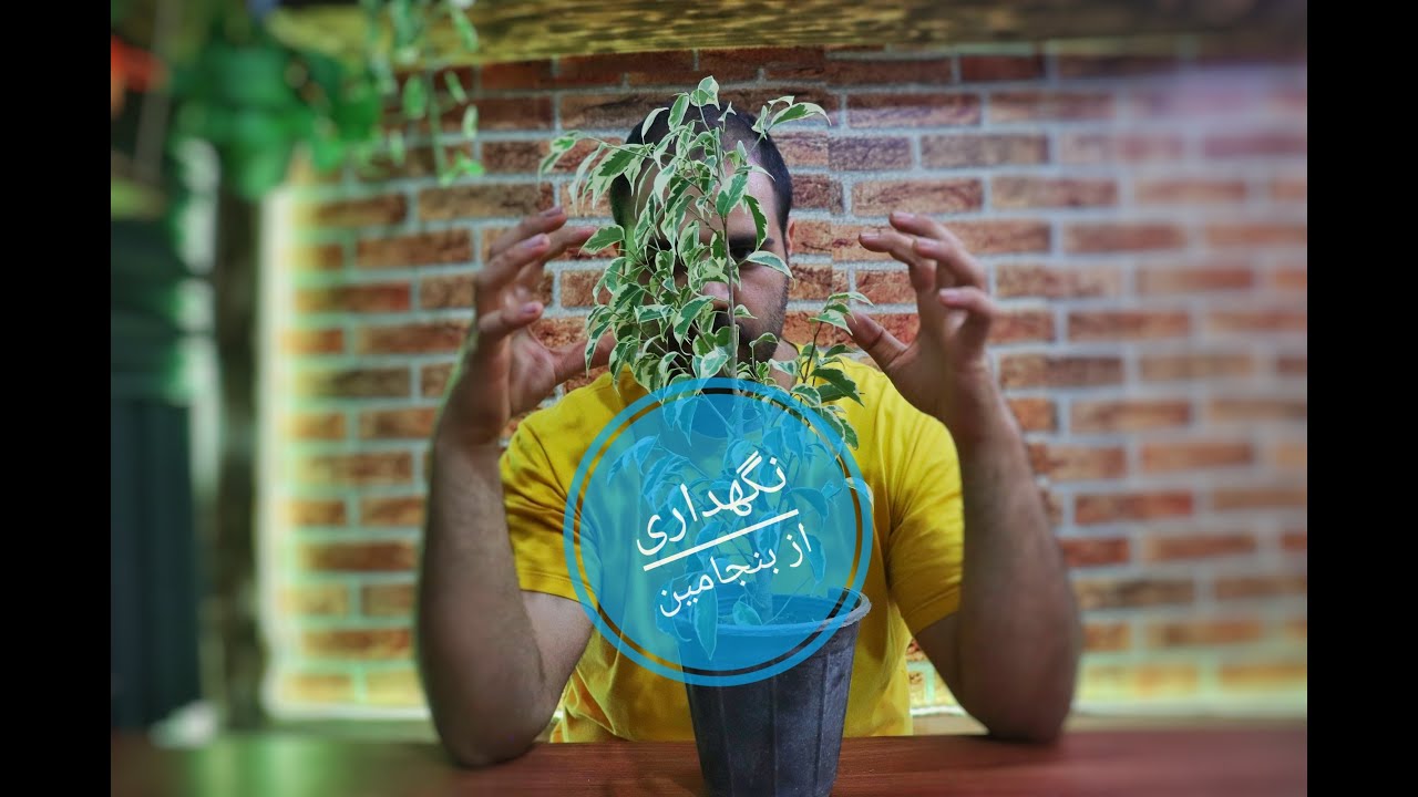 نگهداری از گیاه بنجامین و نکات مهم