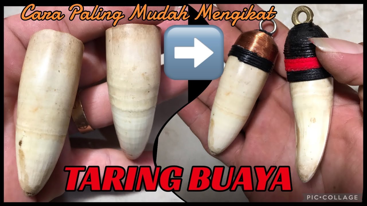 2 cara mudah mengikat TARING BUAYA , simple mudah dengan bahan yg mudah dicari & manual tanpa mesin