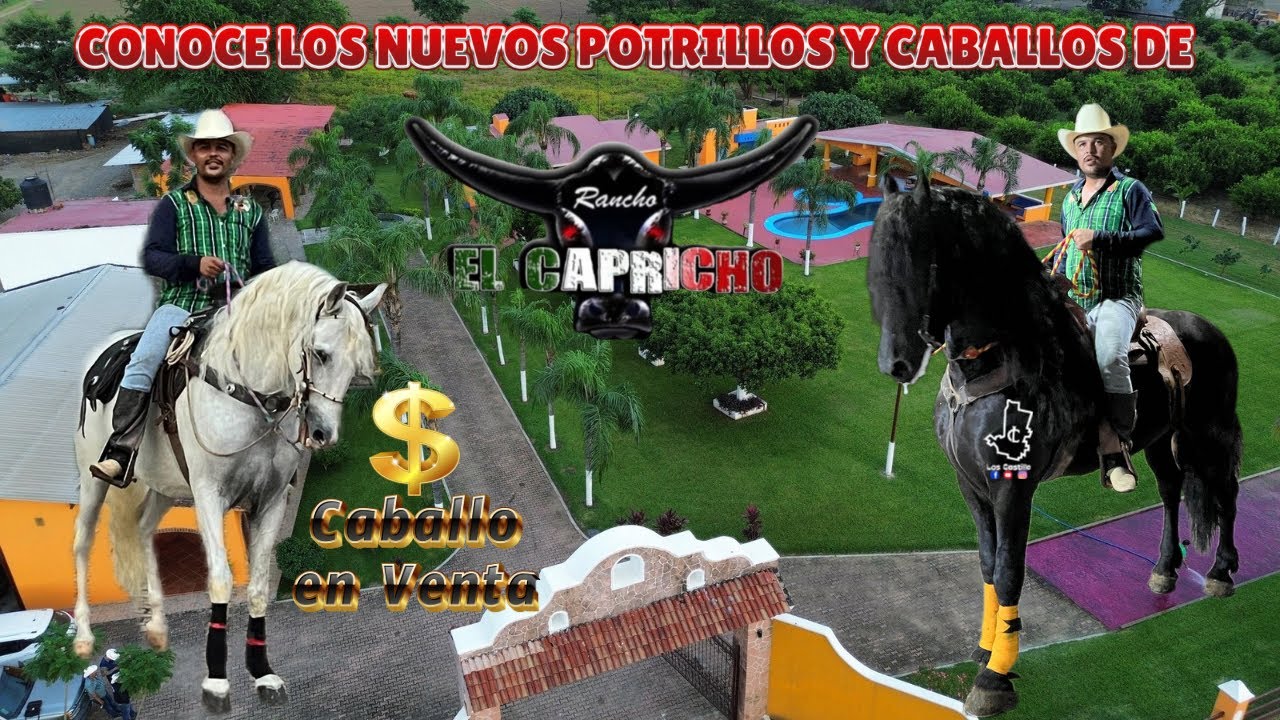 CONOCE LOS NUEVOS POTRILLOS Y CABALLOS EN VENTA DE RANCHO EL CAPRICHO