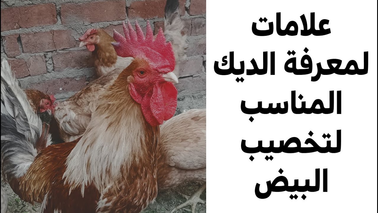 علامات مهمة لمعرفة الديك الصالح لتخصيب بيض الدجاج والمناسب واللي هيفضل معاك فترة طويلة يخصب كل البيض