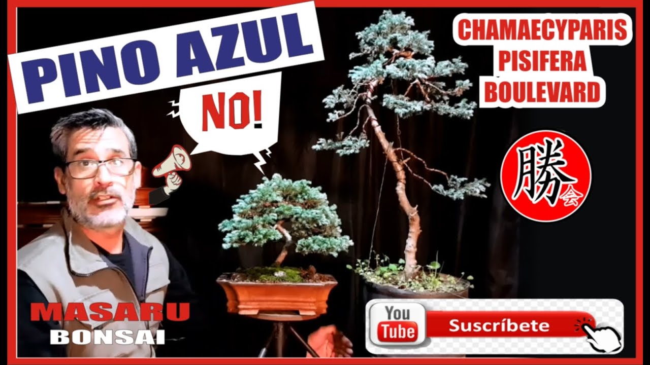 PINO AZUL BONSAI ?😱 CHAMAECYPARIS PISIFERA BOULEVARD🌲 TRASPLANTE  DE CONIFERA💚