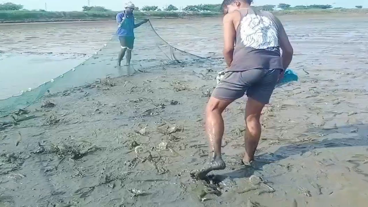 Vennami Shrimp 🦐 Culture Harvesting || ফিশারি থেকে কিভাবে চিংড়ি 🦐 ধরা হয় #harvesting #fish 