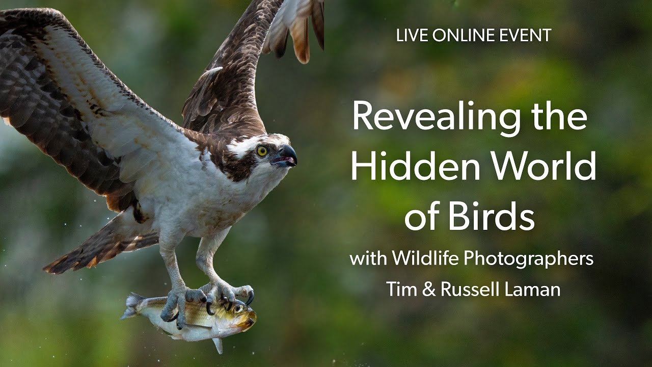Revealing the Hidden World of Birds with Wildlife Photographers Tim & Russell Laman