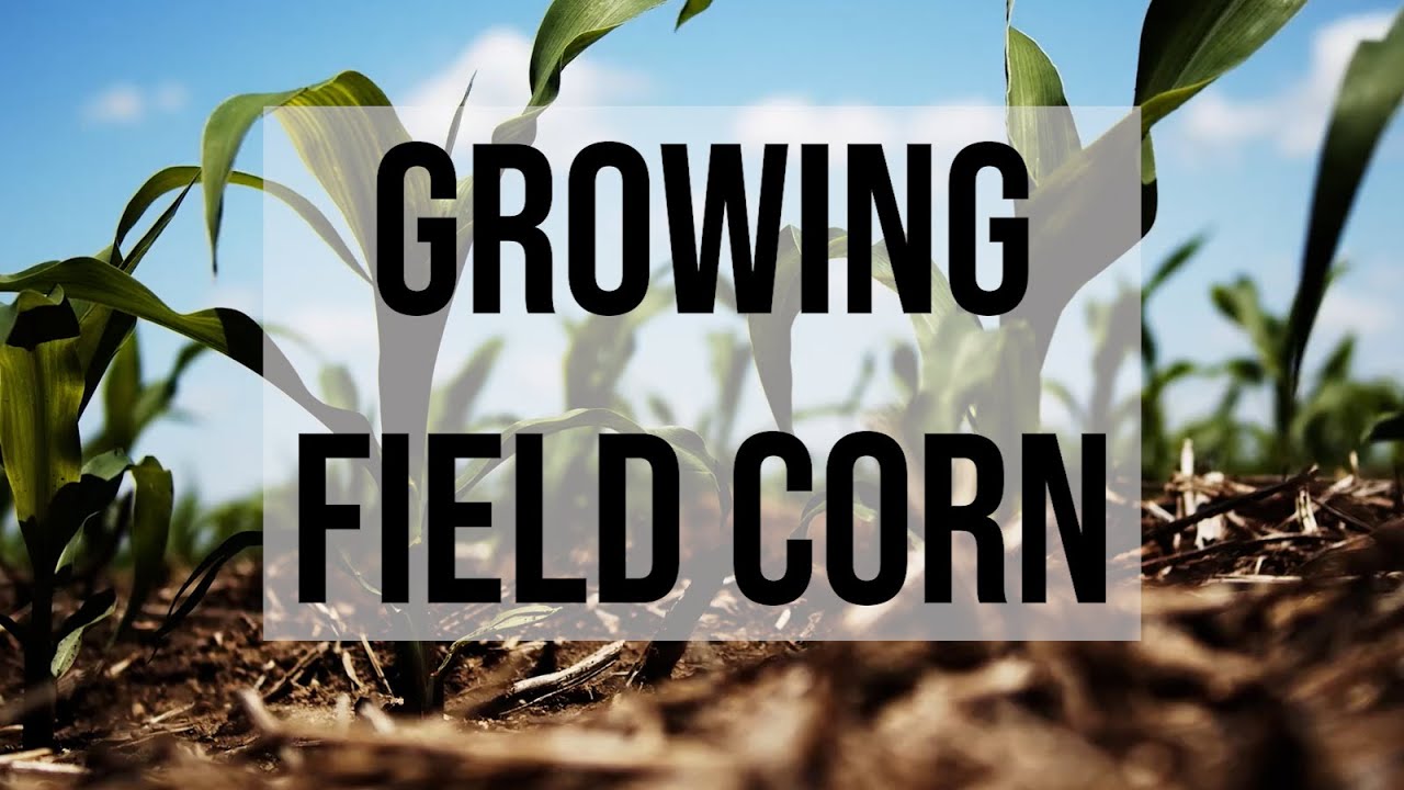 Growing Field Corn