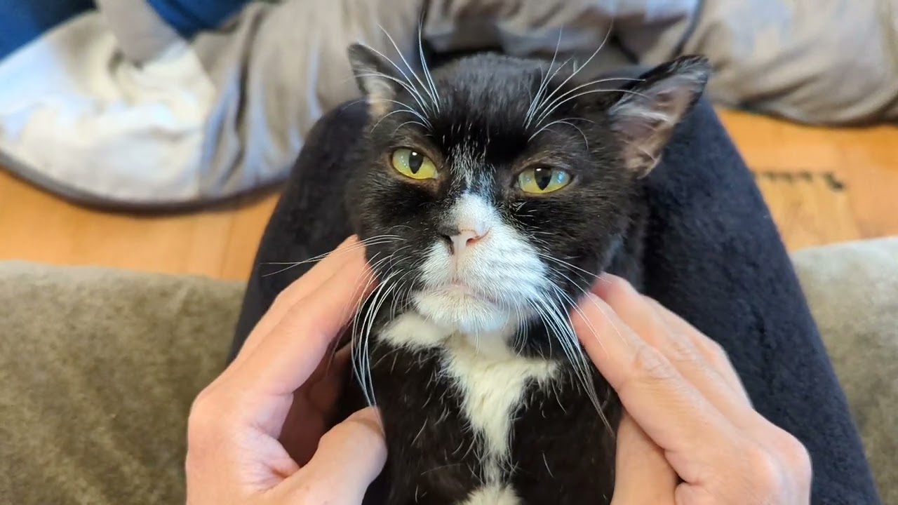 真顔でセクシーポーズ決める猫