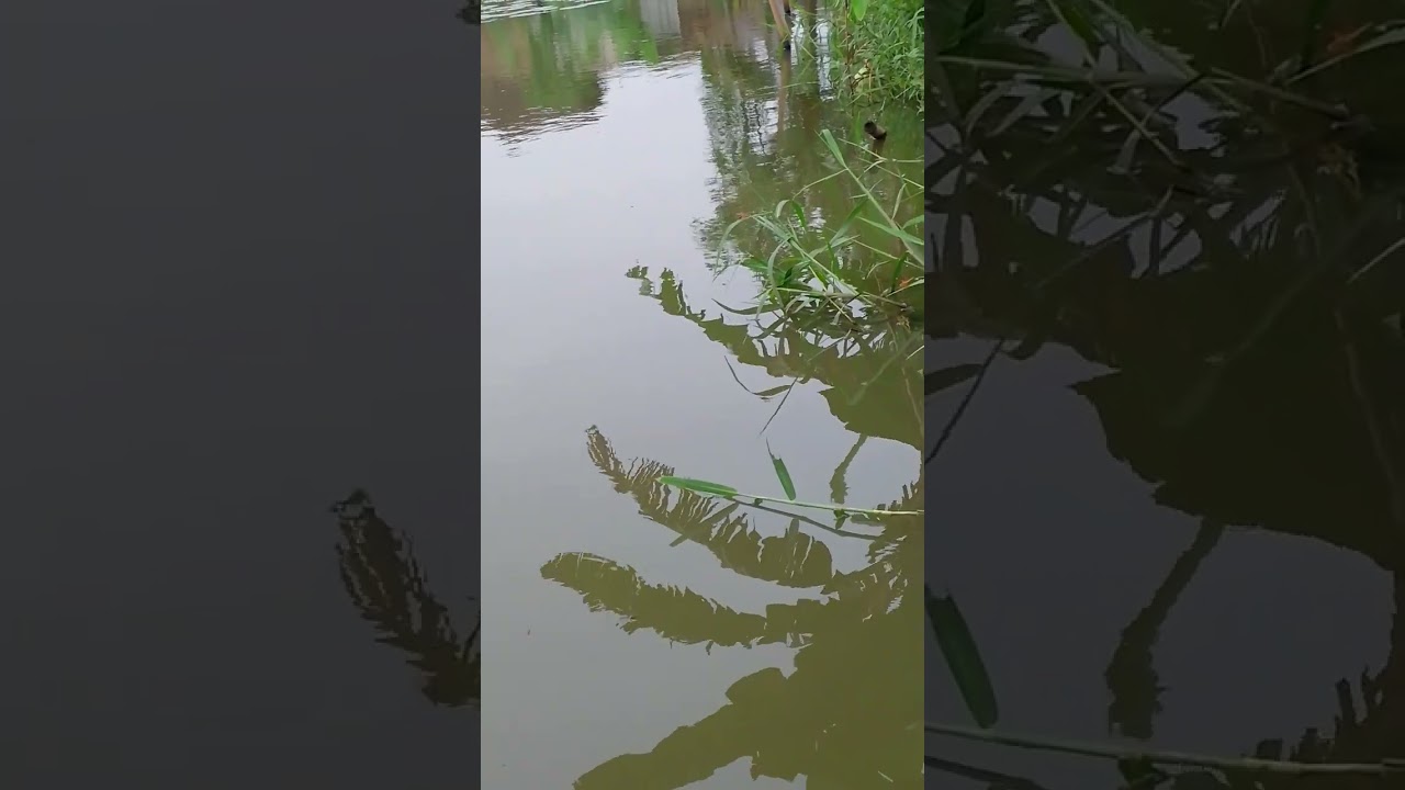 Mancing oye