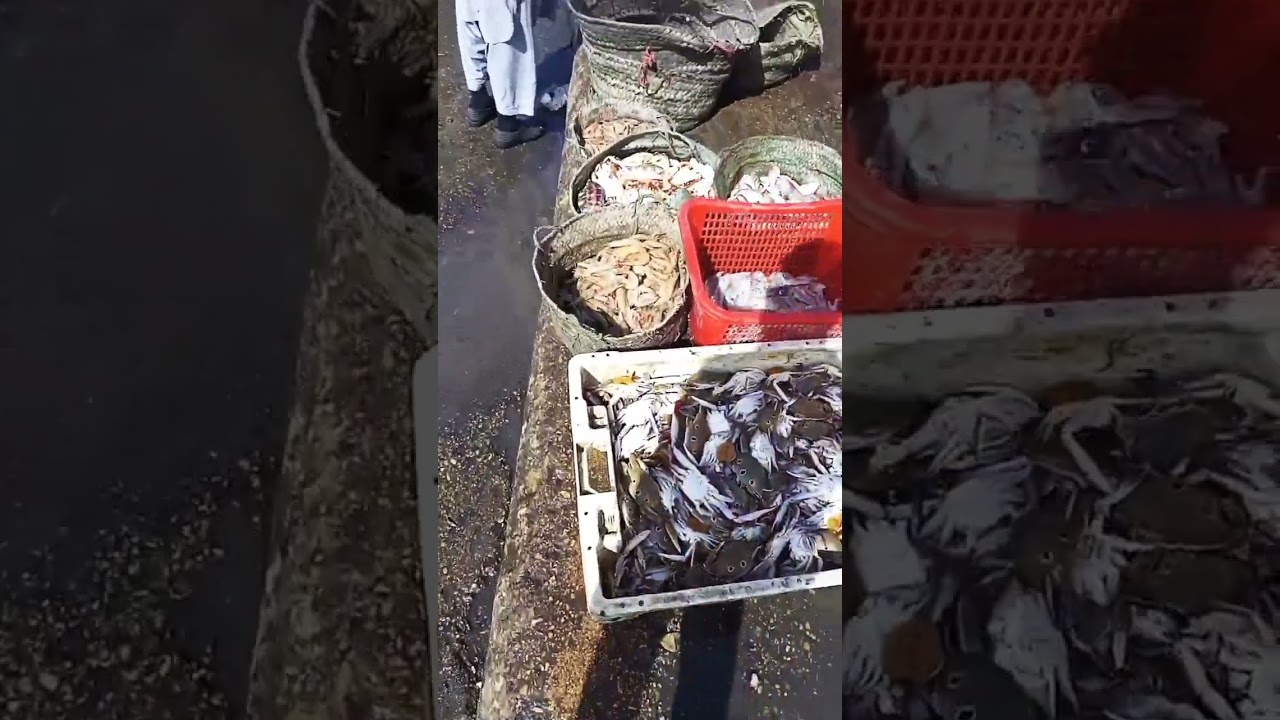 Pakistan fish market #shorts #video #viral