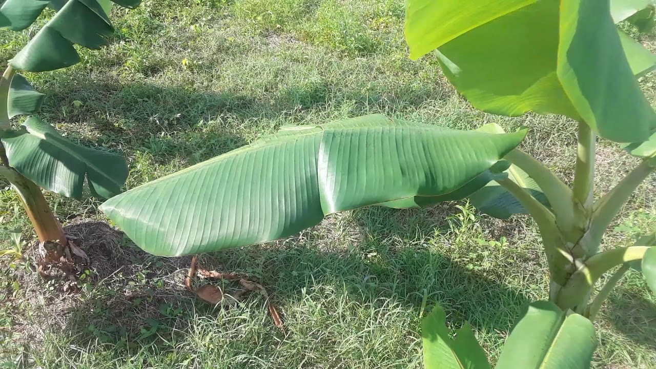 lets talk Orinoco bananas!! & their mutated like!