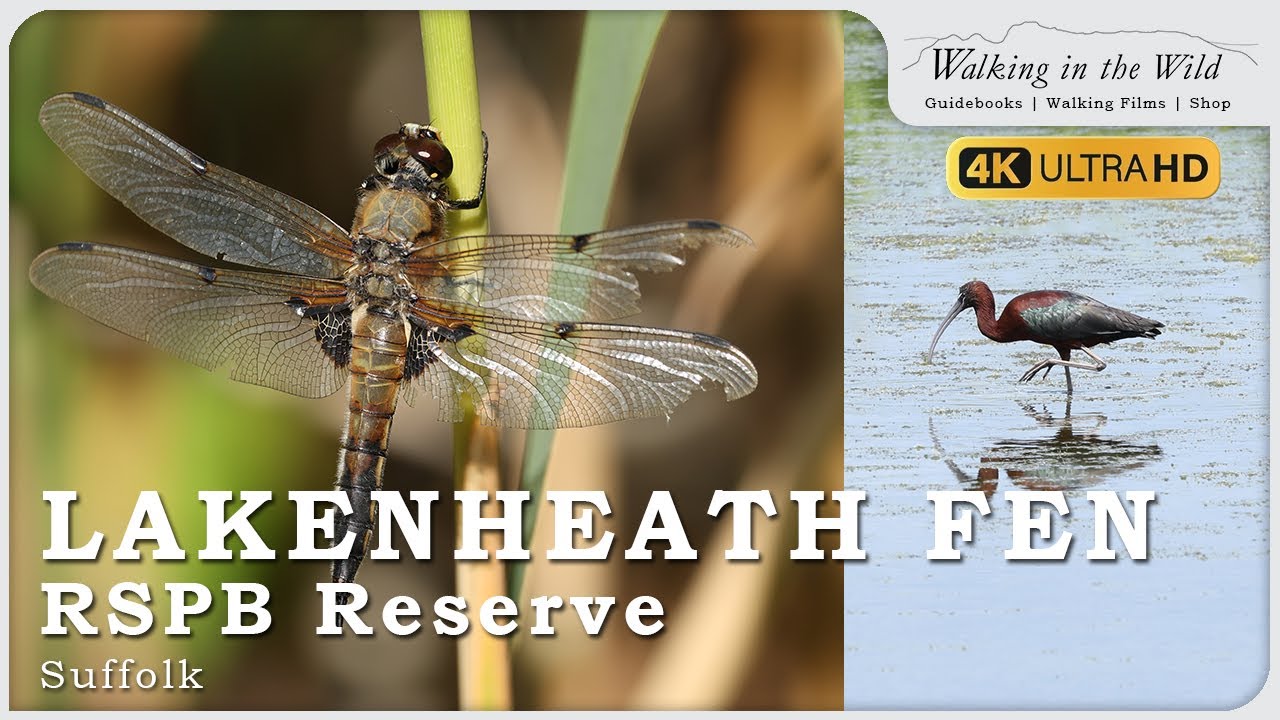 Suffolk Walks: RSPB Lakenheath Fen