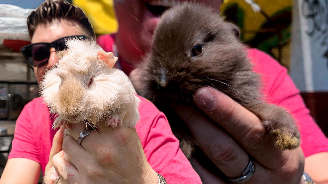 En búsqueda del mejor roedor Mascota en Mercado de los peces HAMSTER, CUYOS o CONEJITOS