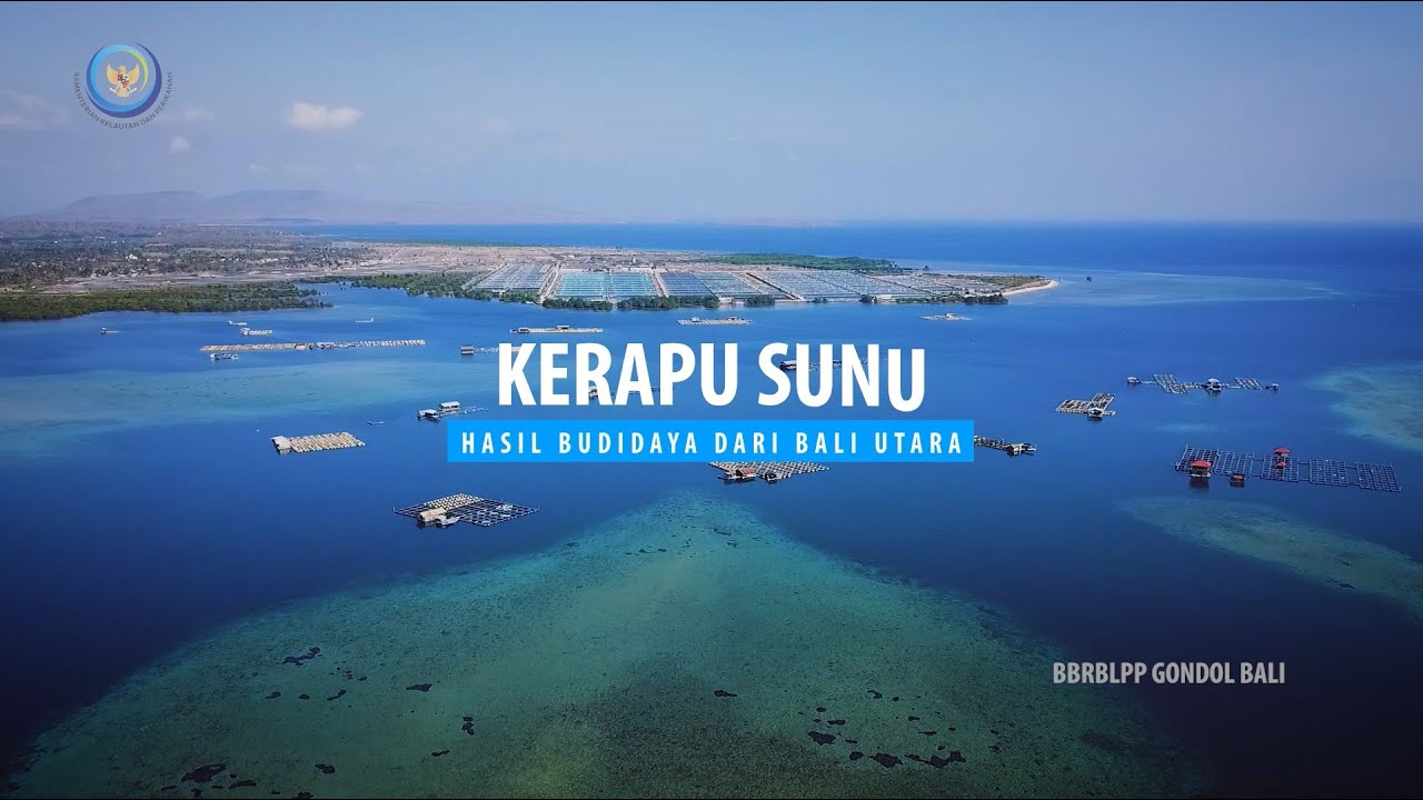 Kerapu Sunu Hasil Budidaya dari Bali Utara