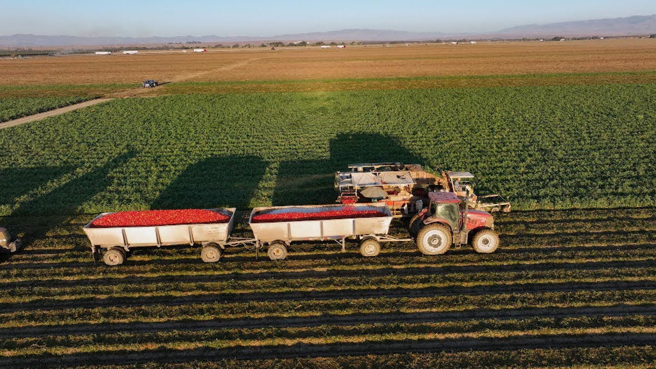 Saffron, Solar Panel Tomato Farm, Lumber Mill, White Bean and Beef Stew - America's Heartland