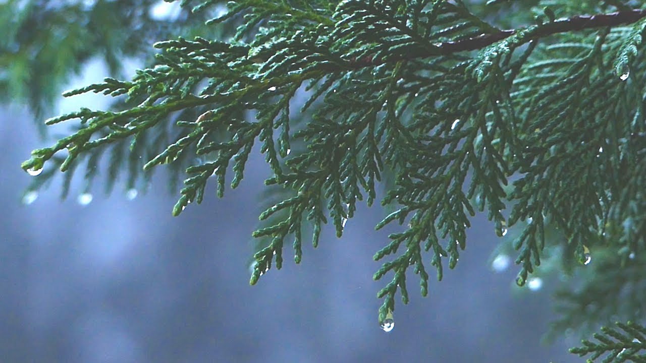 Respira y Desconecta un Momento 🌧️ Música Relajante viendo la lluvia caer