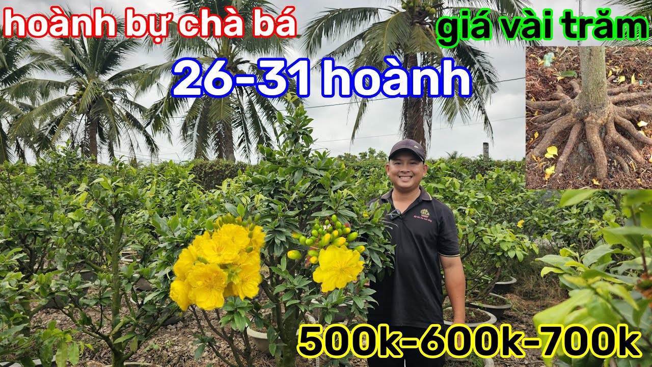 🌲20/3☎️Vườn mai 2 lúa☎️giảo thủ đức rin🌲hoành 28-30🌲600k-700k-800k🌲bao ship có chậu 