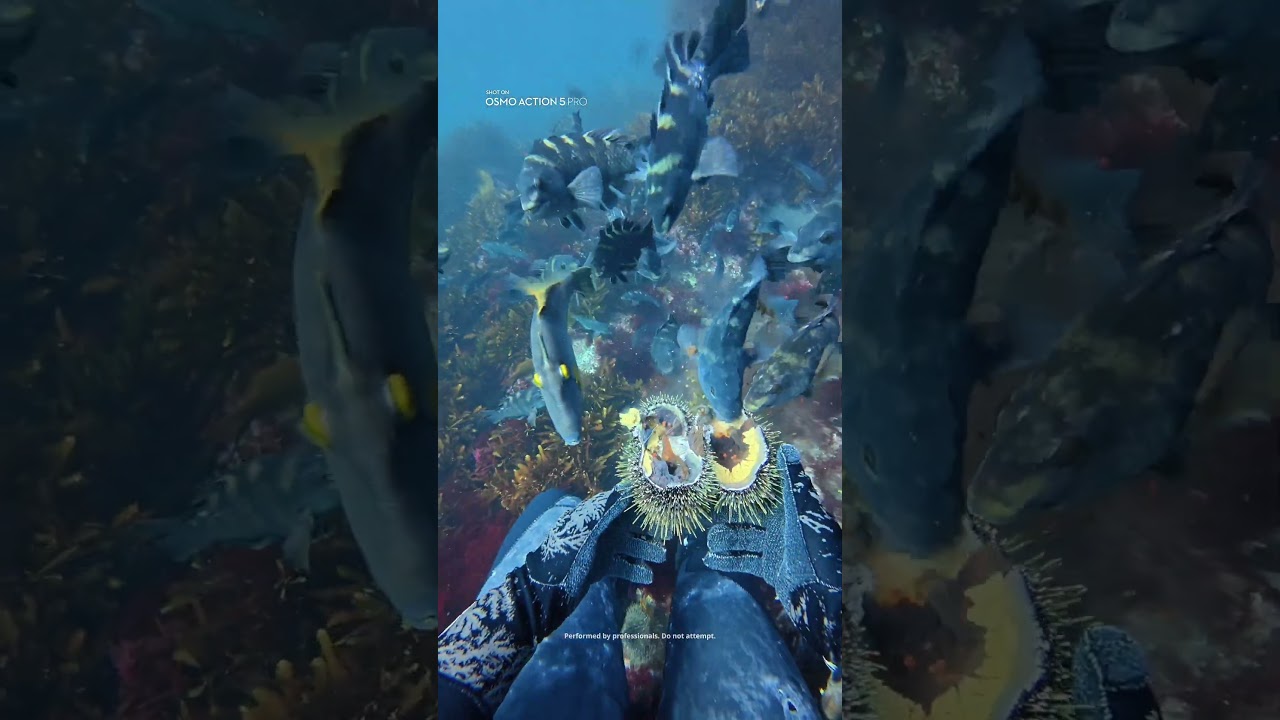 POV: Dive for Content, Catch Dinner Instead 🍽️ | Osmo Action 5 Pro