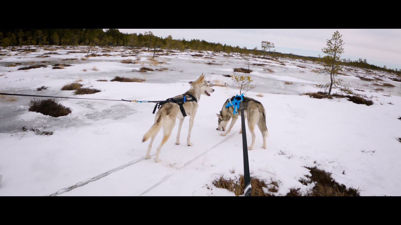 Skijoring in Torronsuo with Usva & Viima