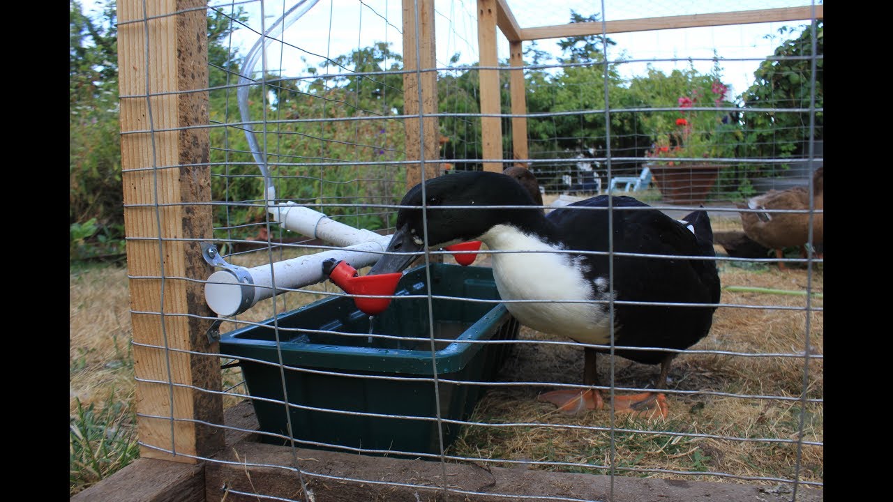 DIY duck watering system - Clean, easy, scaleable.