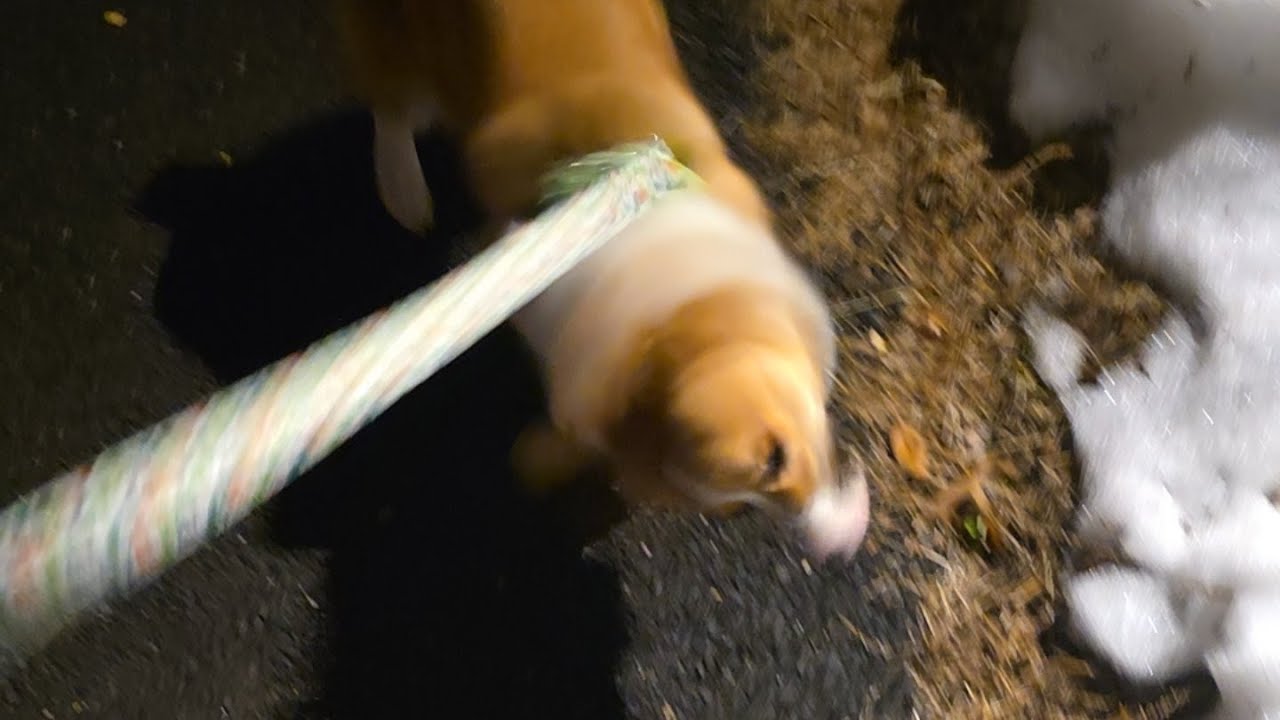 corgi puppy walk, a chilly evening with gimli #corgi #puppy #dog #snow #pets