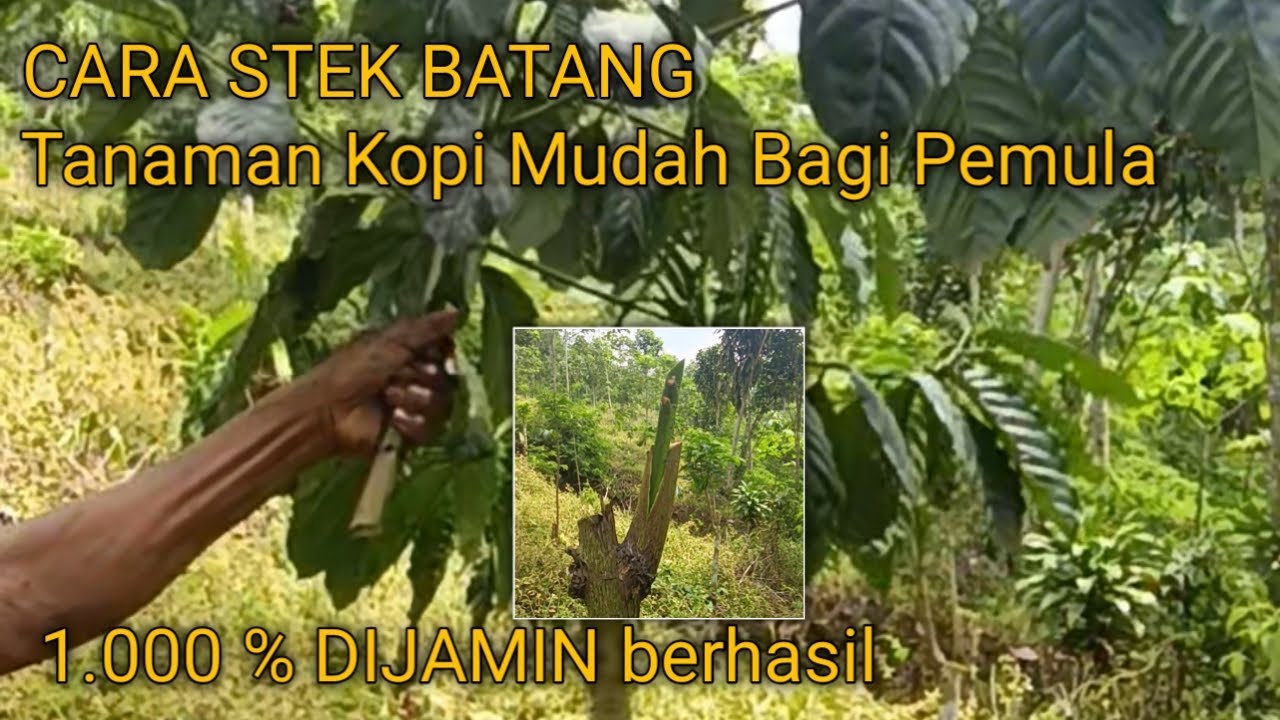 CARA STEK BATANG TANAMAN KOPI DIJAMIN BERHASIL