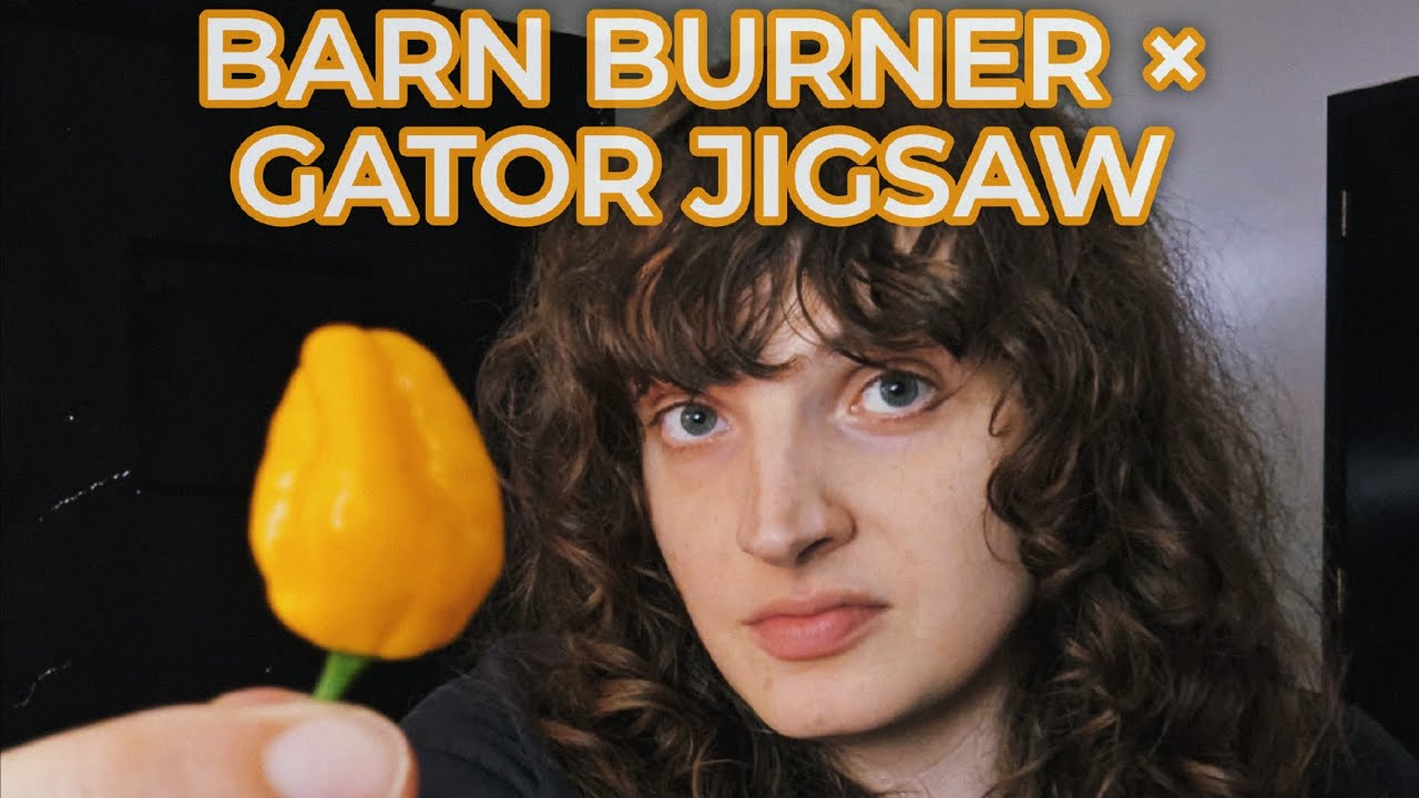 ОБЗОР BARN BURNER × GATOR JIGSAW (F1) PEPPER