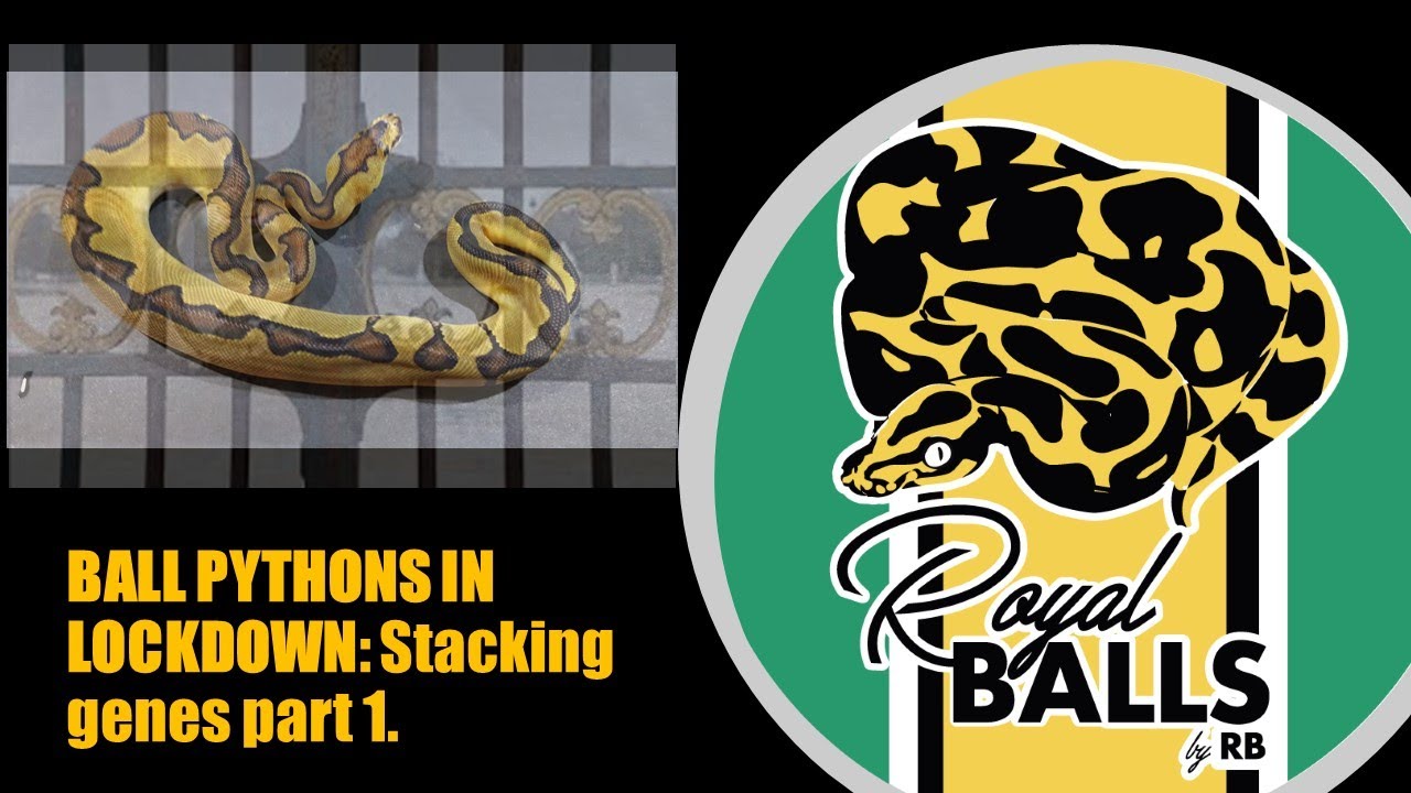 Ball Pythons in Lock-down; Stacking Genes Part 1