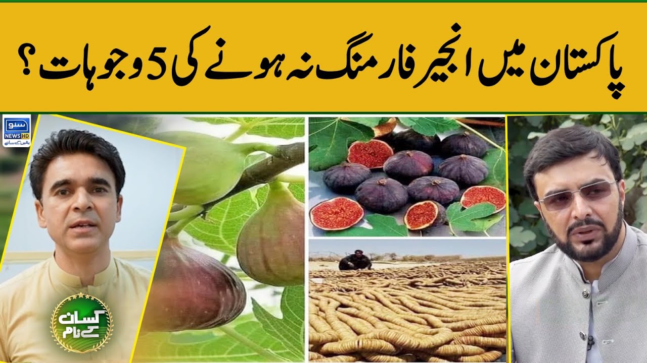 Fig Farming | Why fig farming isn’t popular in Pakistan? | Kissan Kay Naam | EP 27 | Suno News HD