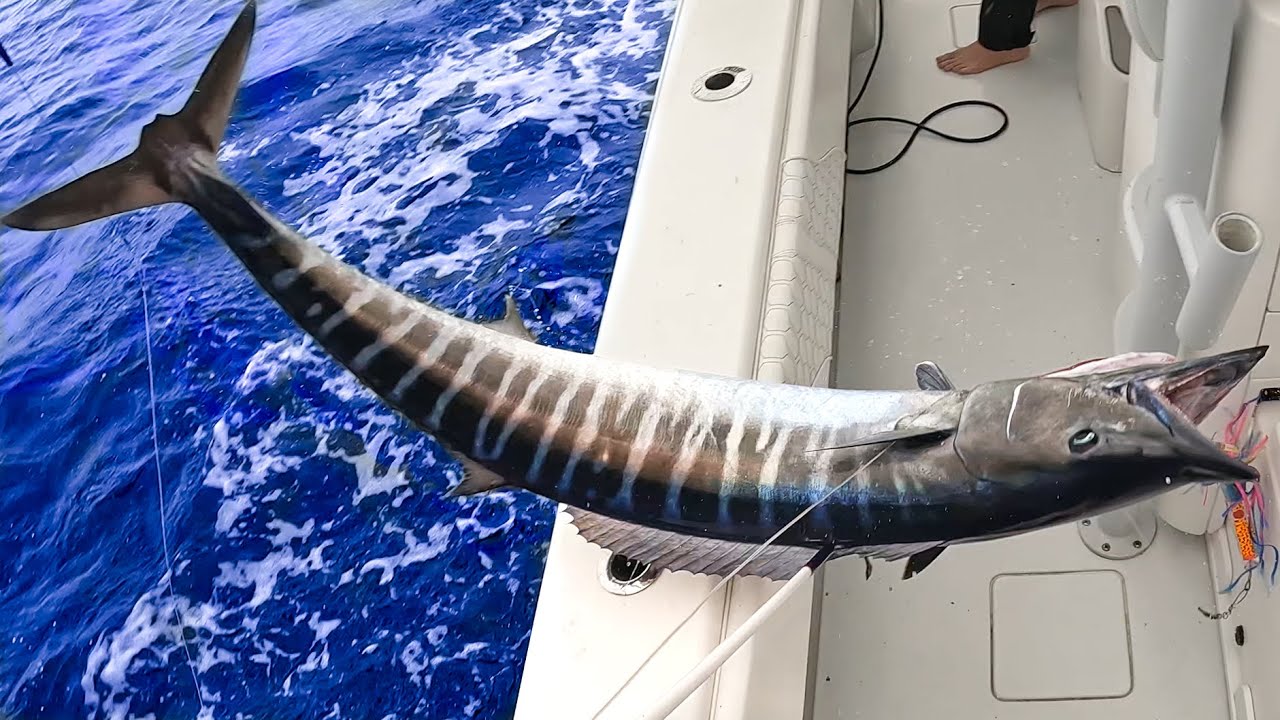 Winter Time WAHOOS in BAHAMAS!! Catch & Cook